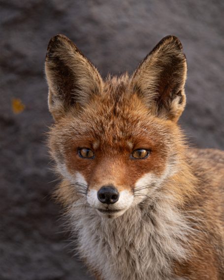 een mooi portret van een vos 