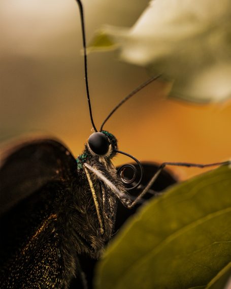 Macro foto van een hele mooie vlinder